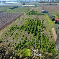 Terreno agricolo 1,5 HA fronte strada | TR490