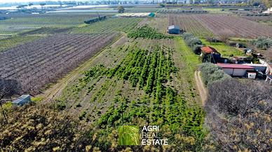 Terreno agricolo 1,5 HA fronte strada | TR490