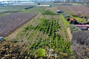 Terreno agricolo 1,5 HA fronte strada | TR490