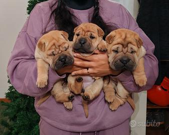 Cuccioli Shar Pei