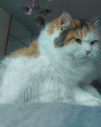 Gatta Siberiana in rehoming