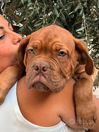 Dogue de Bordeaux Pedigree Enci maschi