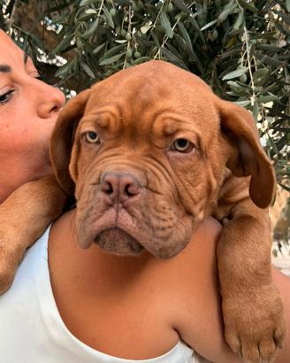 Dogue de Bordeaux Pedigree Enci maschi