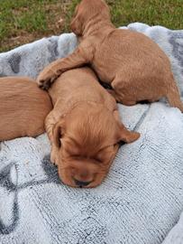 Cuccioli cocker spaniel