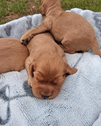 Cuccioli cocker spaniel