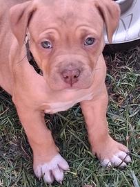 Cuccioli di american pitbull nati il 17 febbraio