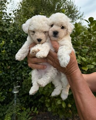 Maltipoo (barboncino x maltese)