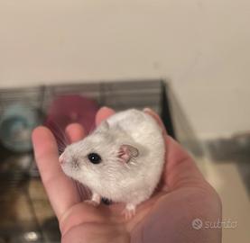Criceti russi