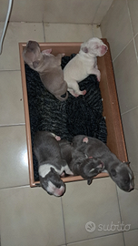 Cuccioli amstaff blu