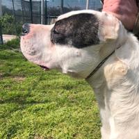 Dogo argentino maschio iscritto enci