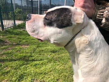 Dogo argentino maschio iscritto enci