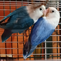 Inseparabili