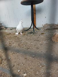 Colombi piccioni giganti