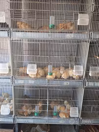 Pulcini gallina kabir