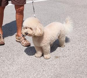 Barboncino nano desidera una cagnolina per monta