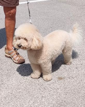 Barboncino nano desidera una cagnolina per monta