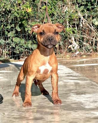 Cuccioli Staffordshire Bull Terrier