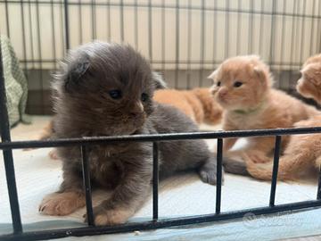 Cuccioli Maine Coon