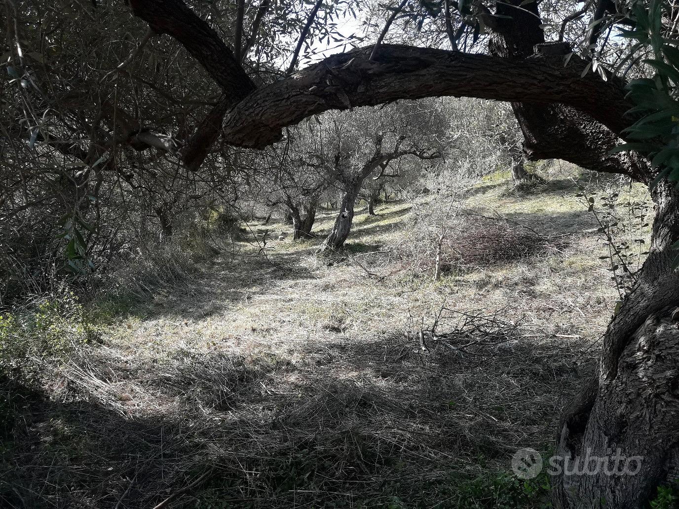 Terreno uliveto zona Fuondi Agropoli - Altro