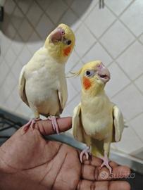 Coppia di calopsiti giovani 3 mesi – Catania
