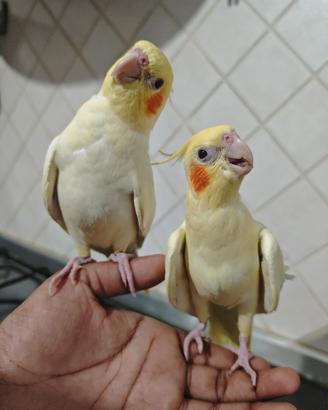 Coppia di calopsiti giovani 3 mesi – Catania