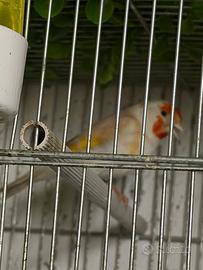 Cardellina mayor novella 2025