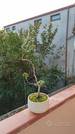 bonsai mirto 