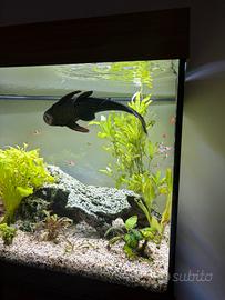 Pesce pulitore plecostomus