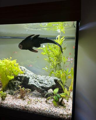 Pesce pulitore plecostomus