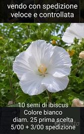 semi di ibiscus 
