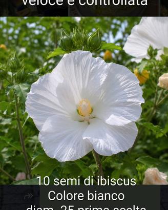 semi di ibiscus 