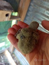 Inseparabili roseicollis