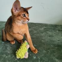 Gattini abissini MalvaVITAS