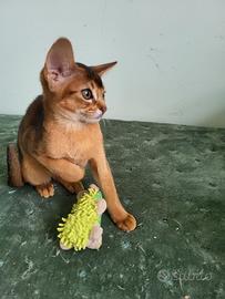 Gattini abissini MalvaVITAS