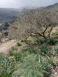 Olivetto 9400 mq 