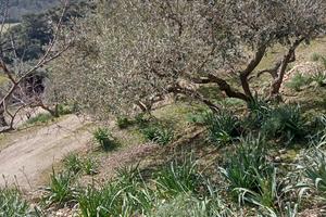 Olivetto 9400 mq 