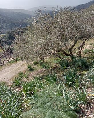 Olivetto 9400 mq 