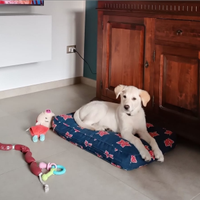 Cucciola in adozione