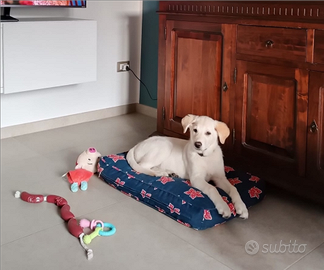 Cucciola in adozione