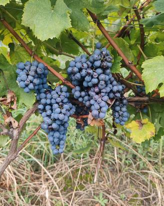 UVA DA VINO