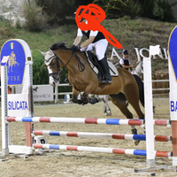 Pony