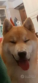 Shiba per accoppiamento