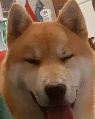 Shiba per accoppiamento