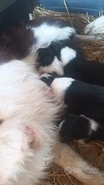 Border collie