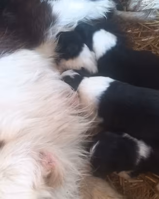Border collie