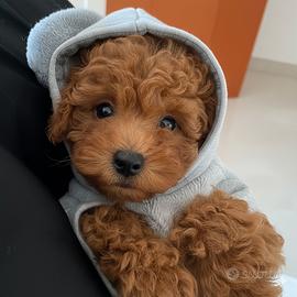 BARBONCINI TOY - BARBONCINO RED puppy pag. rateale