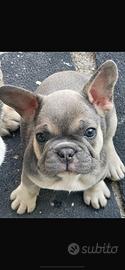 Bulldog Francese