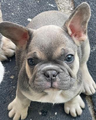 Bulldog Francese