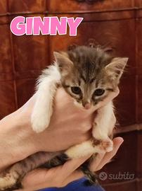 Ginny e fleur gattini tre mesi