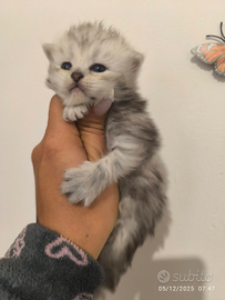 Persiani silver schated prenotabili